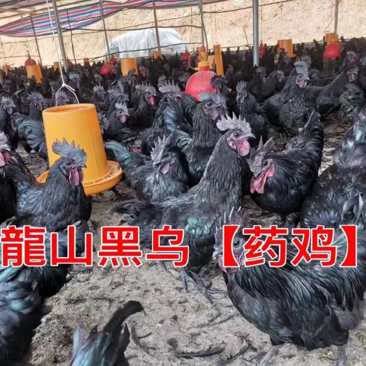 广州乌鸡苗 诚信经营  品质保证  包邮包活到家