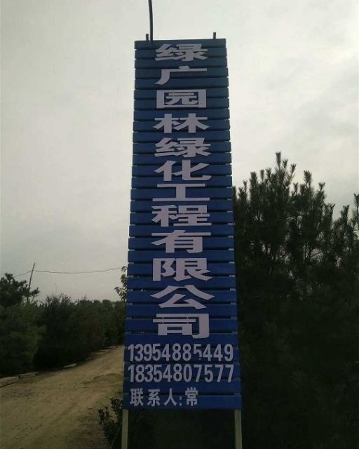 泰安 泰安白皮松 3米3.5米白皮松 泰安绿广园林自产自销