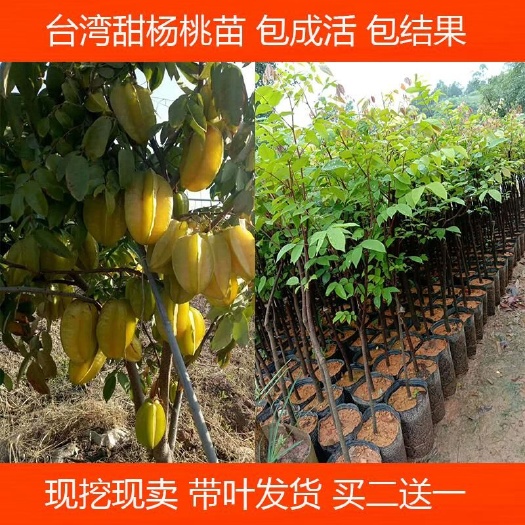 灵山县 杨桃树苗马来西亚杨桃当年结果四季果 嫁接苗 南方果树苗