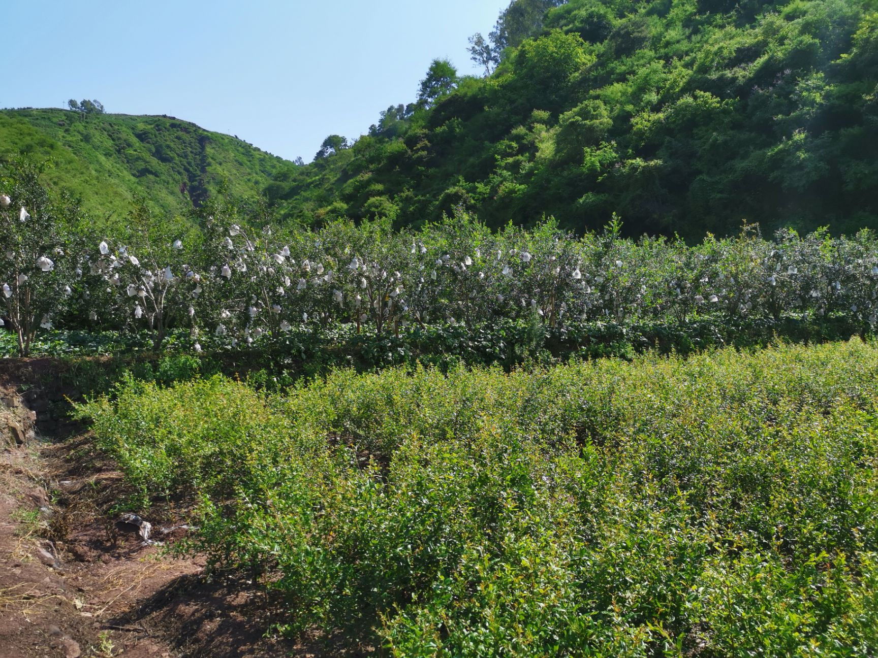  昆明贺有农业开发有限公司驻会泽盐水软子石榴种植基地