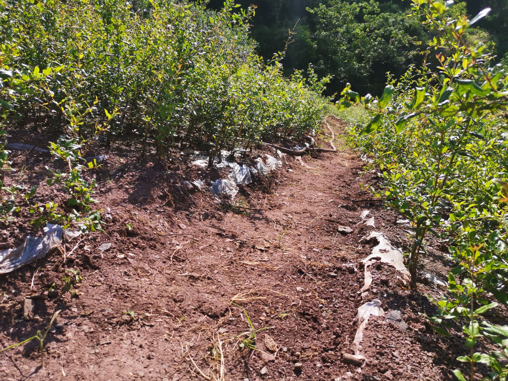  昆明贺有农业开发有限公司驻会泽盐水软子石榴种植基地