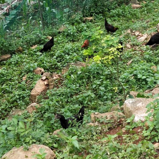 罗甸县 土鸡