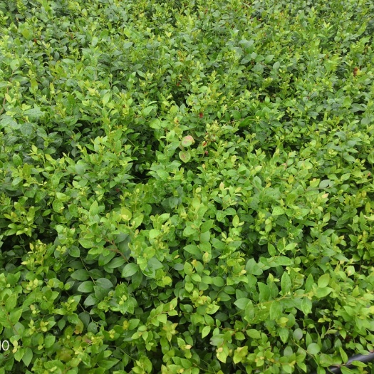 泰安 莱克西蓝莓苗供应 三年结果蓝莓苗价格
蓝莓苗种植技术管理方式