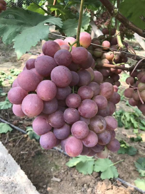 美国红提 个头大，串行好，价格优惠