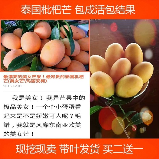 灵山县泰国枇杷芒果苗 芒果苗 嫁接苗 南北种植 庭院果树苗