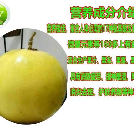 灵山县 百香果苗巨无霸巴西黄金大果一个一斤甜蜜蜜四季不断结果包邮