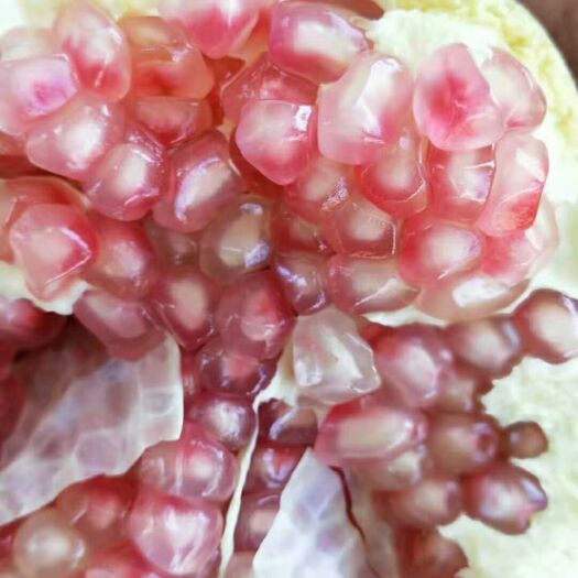 攀枝花 会理青皮硬籽石榴