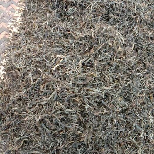云县 自家的茶园，无化肥，无农药，有炒青茶，有野生红，有古树茶