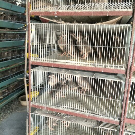 海安市白条鸡  鹧鸪，可红烧，可炖汤，味道鲜美，营养丰富