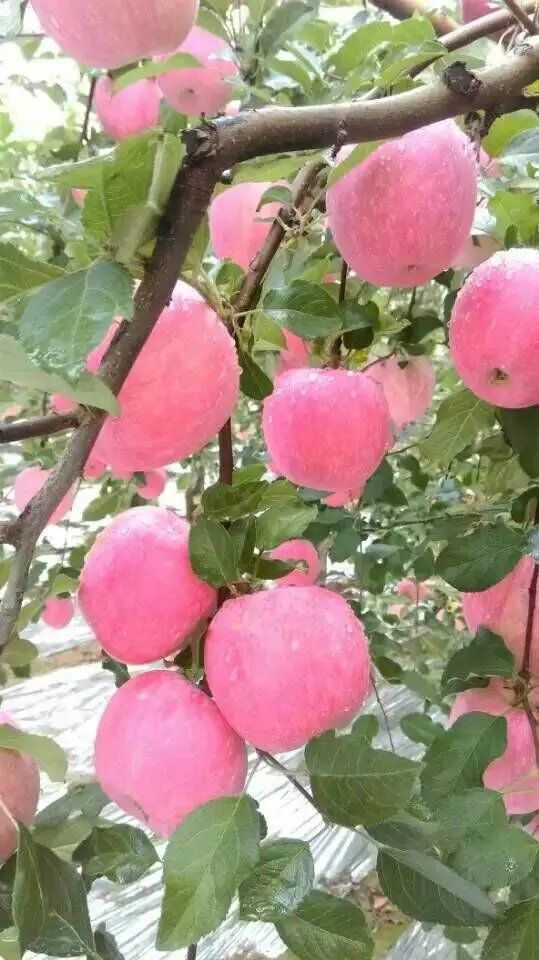 高原红苹果 甘肃庆阳（高原红富士）