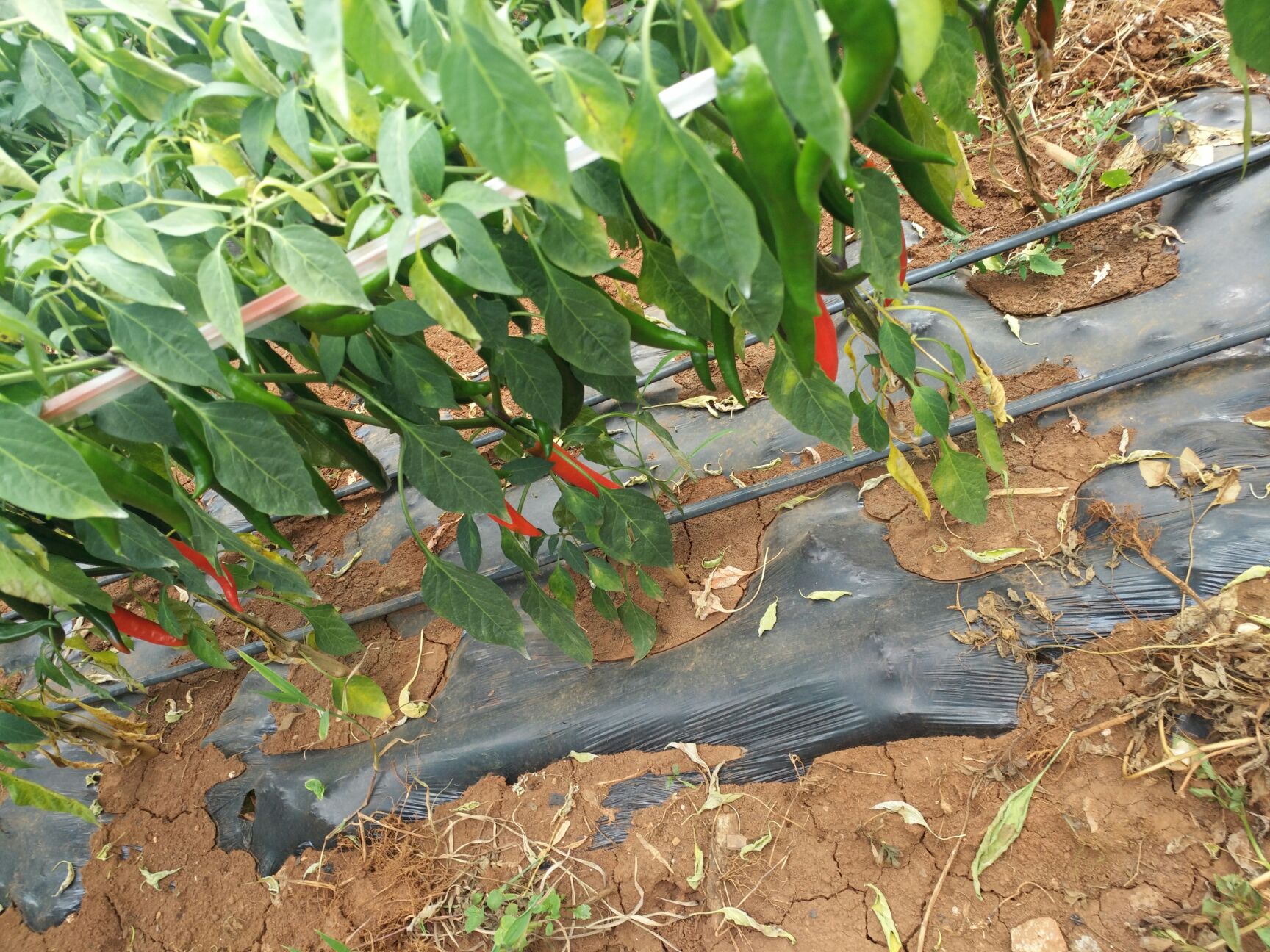  第二批美人椒又要上市了等你下单