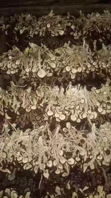 出的茶树菇干货