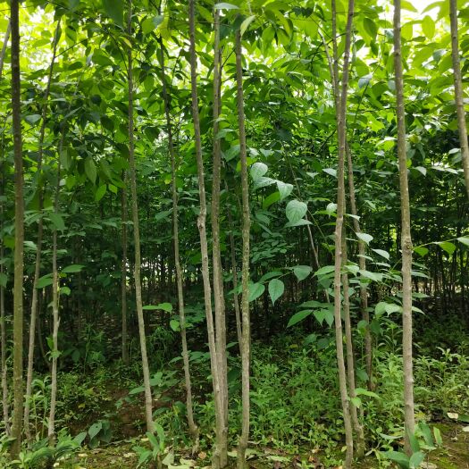 石门县米径1.8公分杜仲苗