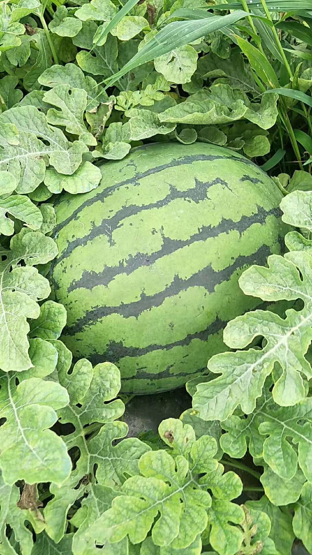本店提供[地雷西瓜 10斤打底 9成熟 1茬 有籽],欢迎有需要的老板进店