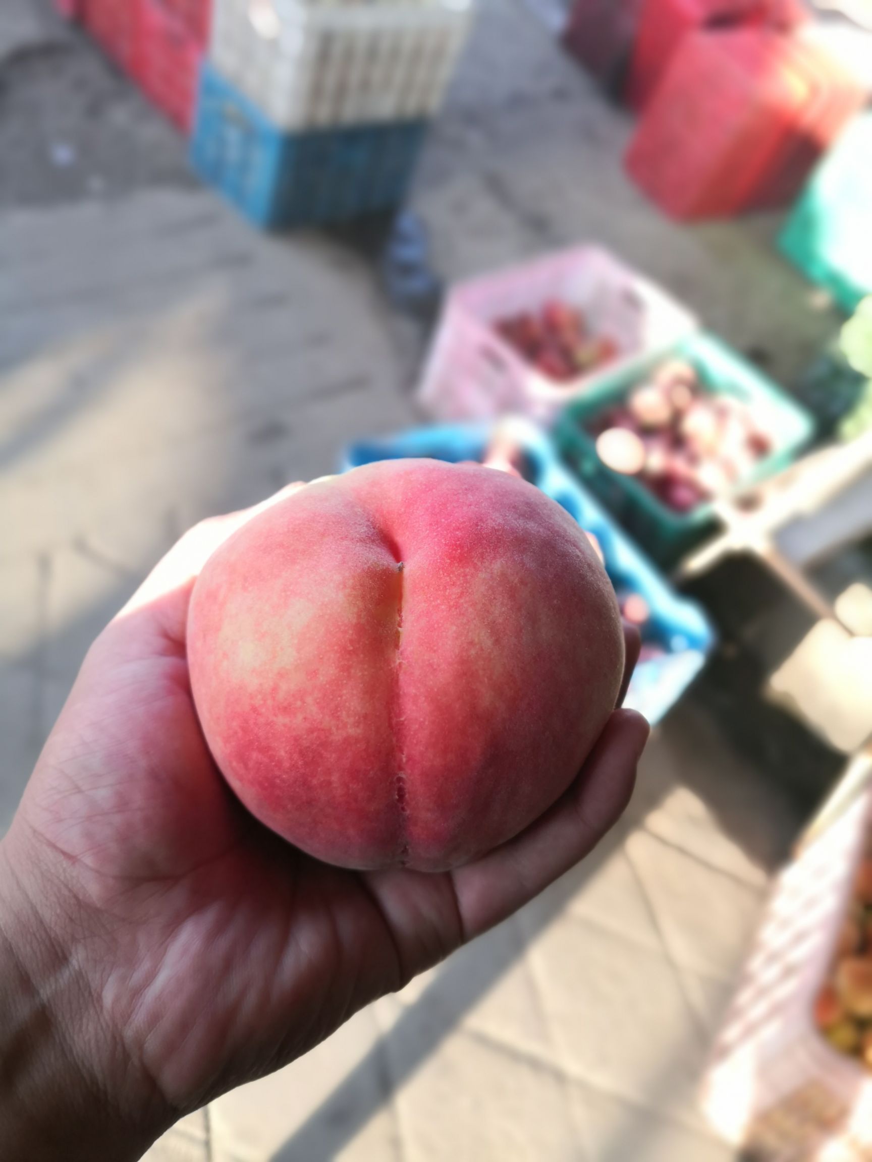  北京24号毛桃商品桃6两以上80以上大量上市