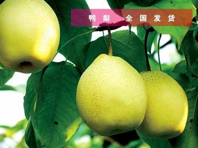 冠县 新鲜鸭梨，现采摘，现发货，线上线下全国发货！