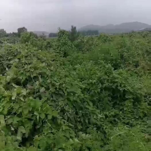 保定荒地 绿化地四百亩寻合作商，保定市徐水区大王店镇