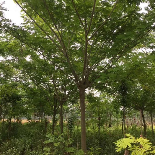 合欢树，合欢苗，合欢树价格，红合欢，大叶合欢树