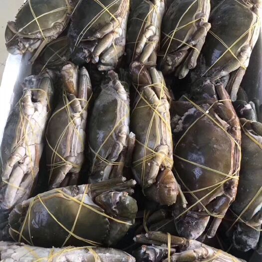 成都蟹肉 价格优惠  肉质肥  美