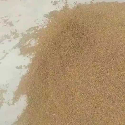 金塔县苦豆子 苦豆草，