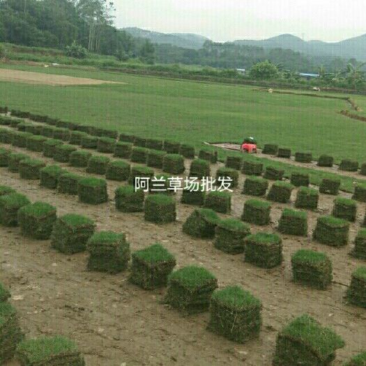 广州 广州增城，草批发