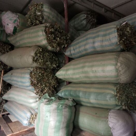 镇安县短角淫羊藿 淫羊霍，药材
