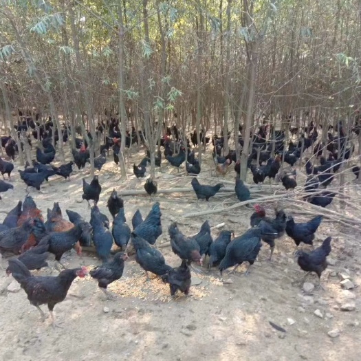 息烽县 散养土鸡，绿壳鸡蛋，营养非丰富，比一般土鸡蛋的营养高很多倍