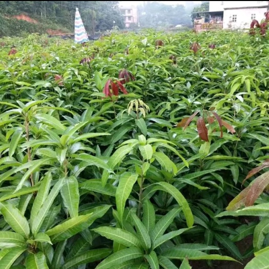 北流市桂七芒果苗 金煌芒四季芒