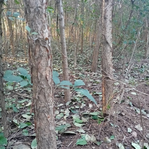 莒县流苏树 直杆精品流苏苗5-8公分