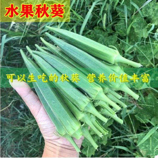 邵东市 水果秋葵种子生吃水果秋葵种子1斤