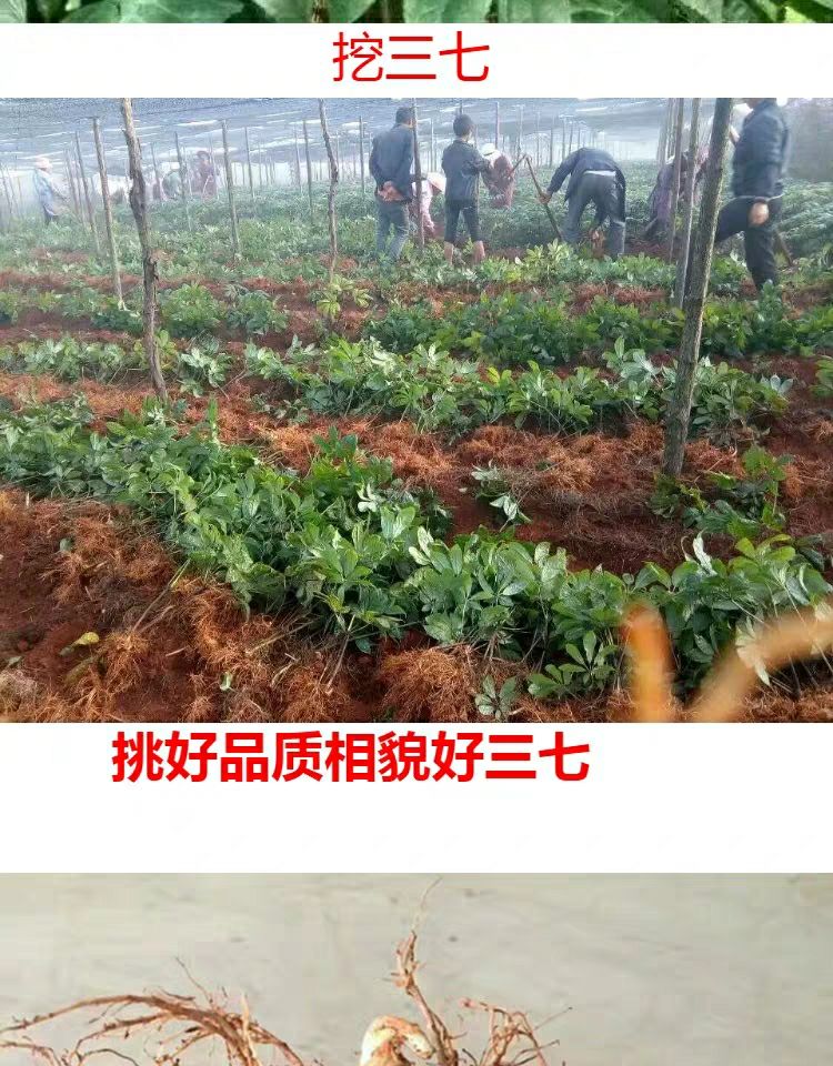2023新鲜三七云南文山三七包邮500克