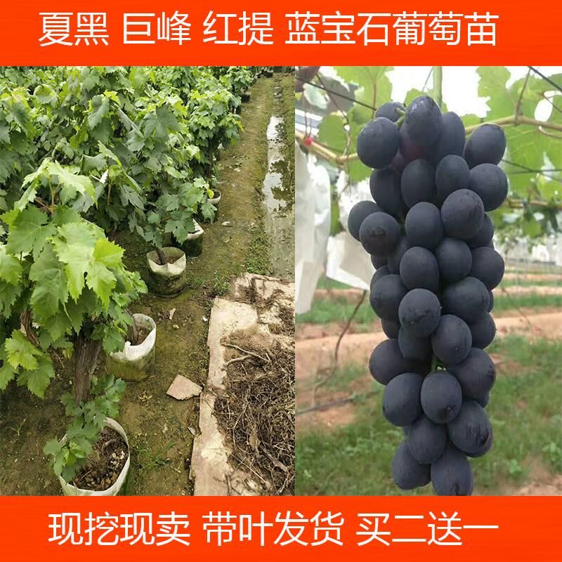 蓝宝石葡萄苗果树苗葡萄树苗盆栽地栽北方南方种植葡萄树苗