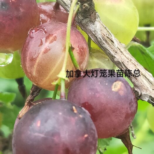 白山灯笼果苗，钙果苗，蓝靛果苗，黑加仑苗，各种树莓苗等。