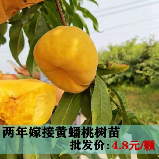 平邑县 【爆款推荐】批发两年嫁接黄金油蟠桃苗品种苗黄蟠红蟠