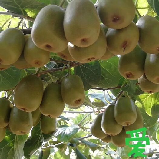 绍兴 红阳红心猕猴桃