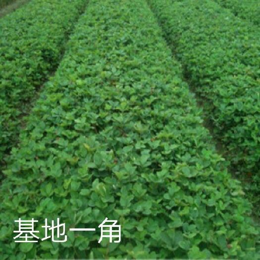 平邑县 奶油草莓苗 基地直供 假一赔十 包品种  签合同