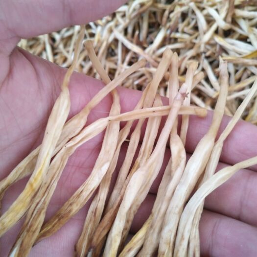 大同 自家种的黄花菜
 无农药  无化肥
剂
天然