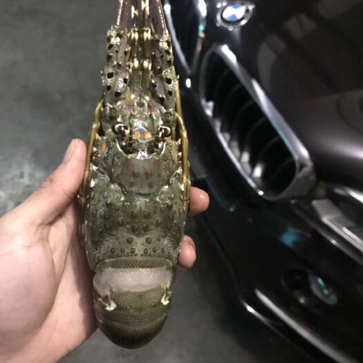 成都越南青龙虾 青龙仔