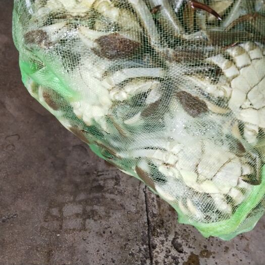 当涂县 精品大闸蟹2.5两母