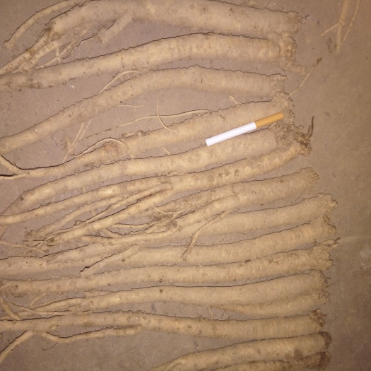 巫山欧当归 新鲜庙当