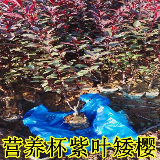 周至县 矮樱 种植基地 紫叶矮樱营养杯容器苗 高温寒冷易成活