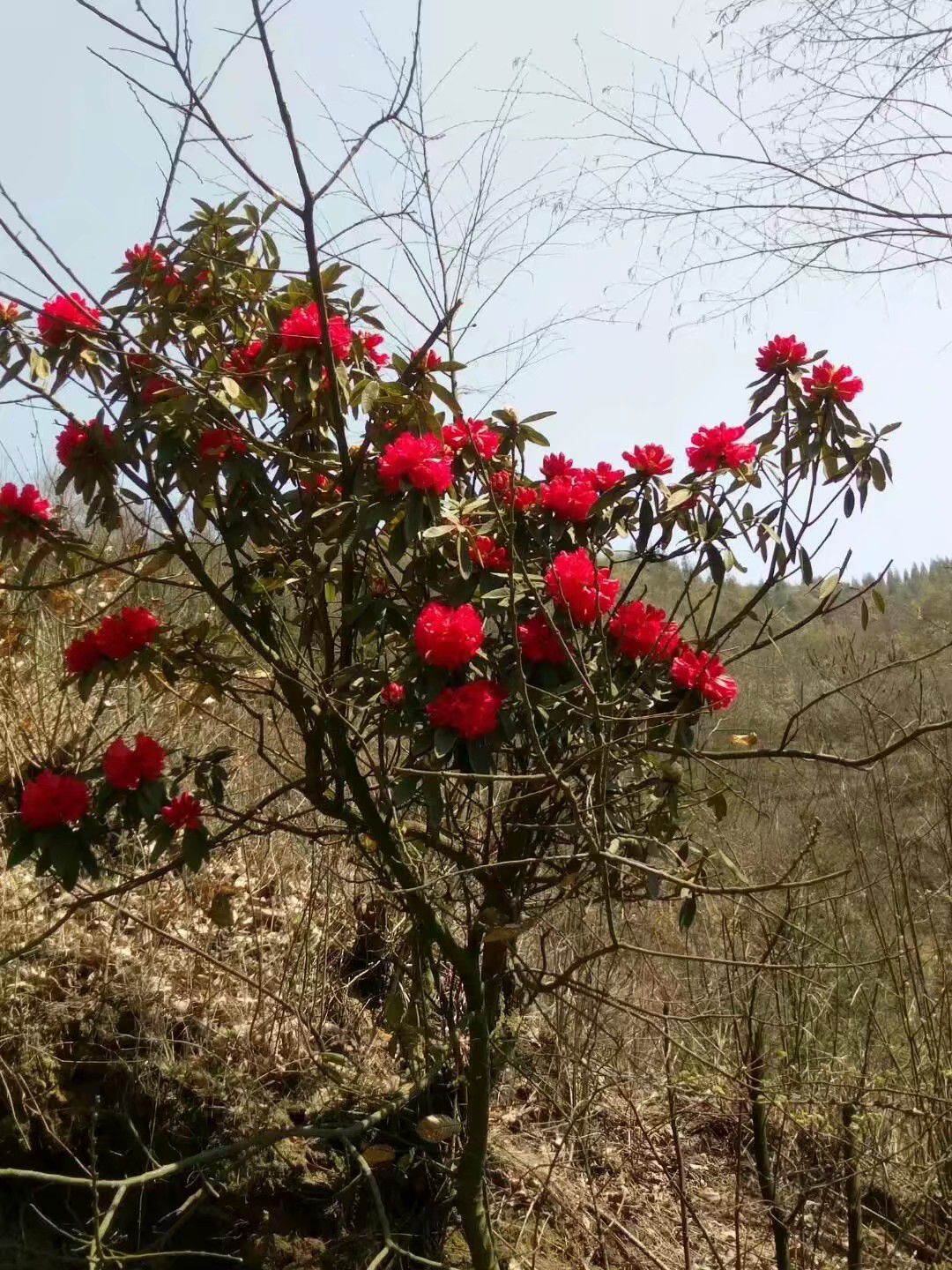 杜鹃苗 杜鹃花苗常年供货