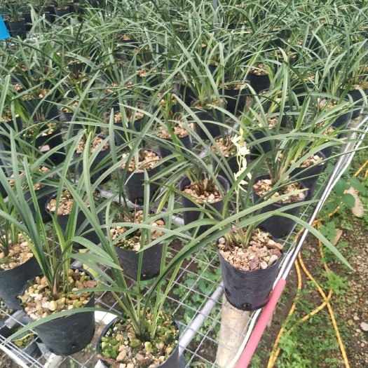 建兰四季兰兰花苗铁骨黄芽 国色天香花期浓香室内绿植盆栽花卉