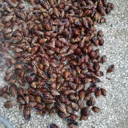 化州市 褐云玛瑙螺，鲜活蜗牛长期有货！