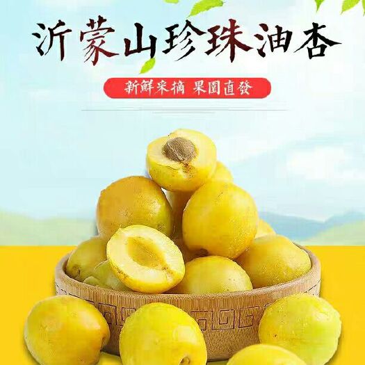 平邑县珍珠油杏苗 珍珠油杏。金太阳杏凯特杏。沙金红杏。品种纯正。适应南北种植。