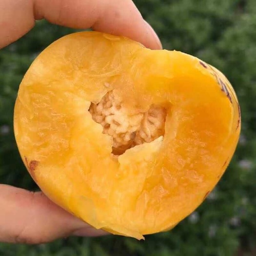 昆明 云南石林人参果