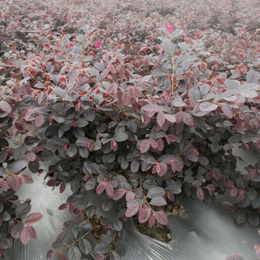 成都黑珍珠红继木 自家货红继木毛鹃金叶女贞红王子锦带花叶络石长青腾等量大