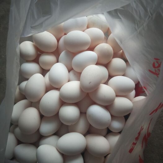 龙游县贵妃鸡蛋 食用 箱装