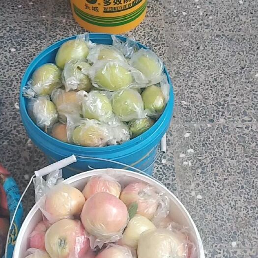 阳城县富士王苹果 自己的农庄种植，从来没有打过农药