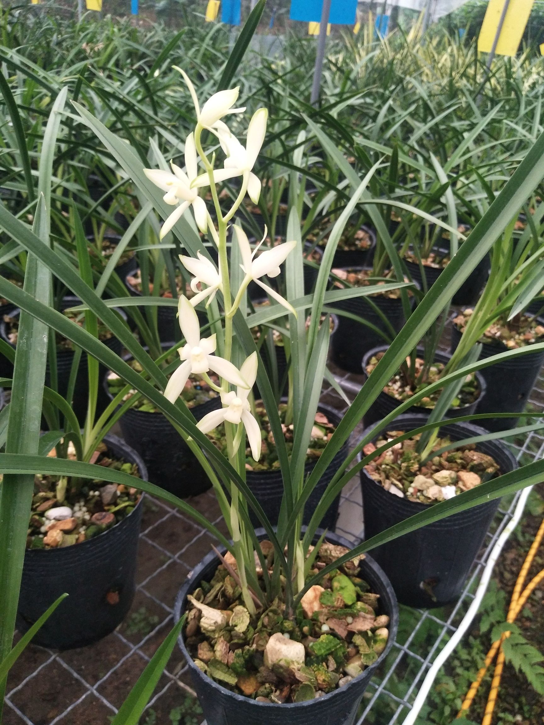 建兰四季兰兰花苗铁骨黄芽 国色天香花期浓香室内绿植盆栽花卉